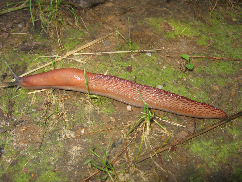 Limax cf dacampi da Morazzone (VA)